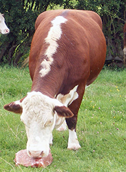 Rock Salt for Cattle