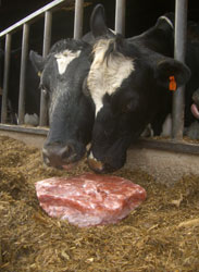 red rock salt for cattle