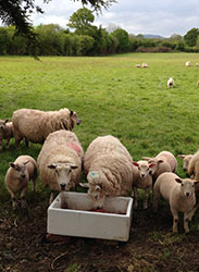 Rock Salt for sheep